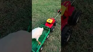 A chick is sitting on top of a small tractor trolly (P 4) #shorts #shortsvideo #shortsfeed #short