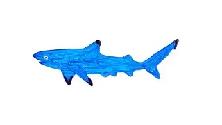 🦈✨ Cute Shark Drawing | Fun Art for Kids | RainbowPictures 🎨🌈
