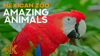 Amazing Animals of Mexican Zoo - Xcaret Park, Mexico - Animal World 4K
