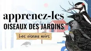 Identifiez les oiseaux des jardins en hiver - Oiseaux noirs #2