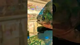 🐠 This Face Looks Scary😳|| #shorts #fish #scary #zsquaremall