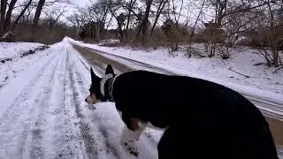 Seeing What Orbit Does Off Leash Down The Road