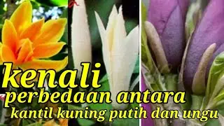 wa 0812 3271 8076 Perbedaan antara bunga'kantil putih,kuning dan ungu bosqu harus tau