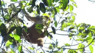Southern Muriqui Female with offsping & another female&acute;s barking  vocaliation sound