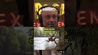 Have Monkeys entered the Stone Age? #joerogan #shorts #nature #monkey #evolution