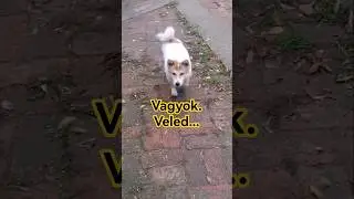 Vagyok. Veled... #shibainu #kutya #medve #jelenl&eacute;t #presence