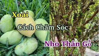 Chia Sẽ Kinh Nghiệm Trồng Nho Thân Gỗ & Xoài