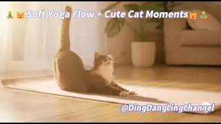 Morning Yoga with Cat Energy 🌞🐾