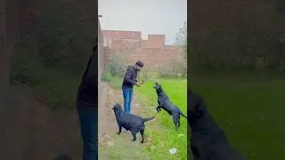 Attack dog 🦮😱| dog na attack kar diya | doglover | Labrador | intelligent dog | Salman Dhillon is