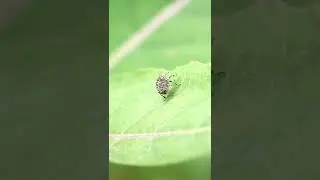 Tiny Animals: Little bug has an intergalactic robot vibe