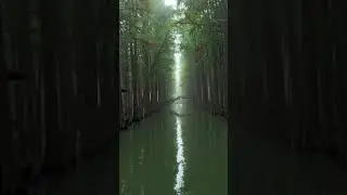 Water forest, Taizhou China