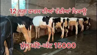 12 ਨਗ ਖੀਰੀਆਂ ਵੱਛੀਆਂ ਦੇ ਵਿਕਾਊ। ਮੁੱਲ ਬਿਲਕੁਲ ਵਾਜਬ। ਪਿੰਡ ਘੋਲੀਆਂ ਜ਼ਿਲ੍ਹਾ ਮੋਗਾ 👍