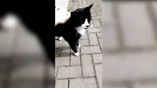Nilo der Katzenfl&uuml;sterer! 😅 NichtNilo Instagram Story