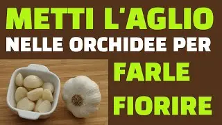 Metti l'aglio nelle orchidee per farle fiorire! Funziona?