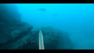 Spearfishing - bretagne sud Quiberon , bars, sars, dorades