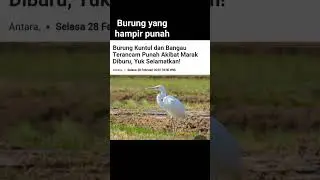 kentul dan bangau #burung #dilindungi