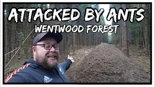 Attacked by Giant Ants at Wentwood Forest | The oldest Forest in Wales