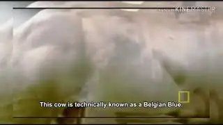Belgian Blue Cows | Genetically Modified but failures #Cows #Belgian_Blue_Cows