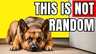 Why Your Dog Always Sleeps Facing the Door (Protective Instinct Explained)