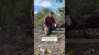 Black Mustard Is An Invasive Weed In California
