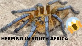 Baboon spiders and lots more |Herping in South Africa