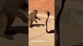 Viral Monkey Vs Snake Epic Fight - Watched by Dog & Cat in Shorts! 猿対蛇🐒🐍🐶🐱😂 #shorts #viral