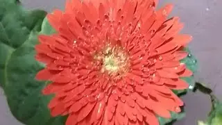 🌍&ldquo;Live Gardening Magic 🌸 | Watch Nature Bloom in Real Time&rdquo;||@GardeningBP