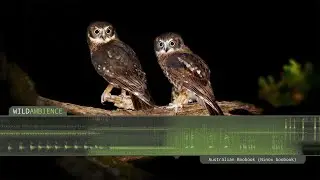Southern Boobook - Owl Calls and Sounds