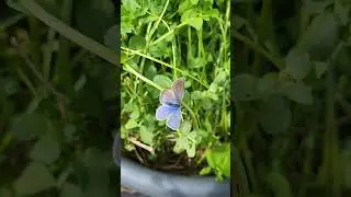 Gynandromorph Polyommatus icarus