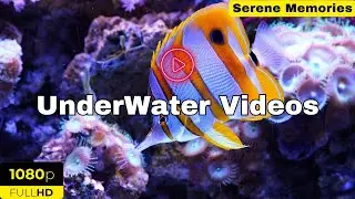 Journey into the Deep Blue 1 Hr of Breathtaking Underwater Footage with Tranquil Music & Ocean Sound