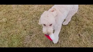 Bella playing with her new toy Part 3.... 1/23/26
