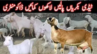 Raise Teddy goat's earn money||Teddy bakri farming documentary||Desi totkay||ٹیڈی بکریاں پالیں