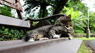 Understanding Cat Stress: Signs Your Cat is Anxious