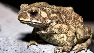 sound of toad croak croak croak - frog sound effect loud