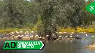 Andalucía Directo | El resurgir de la Cañada de los Pájaros