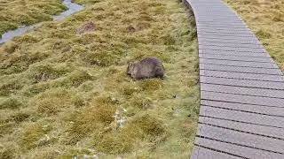 Tasmania Mountain Cradle and Wombat