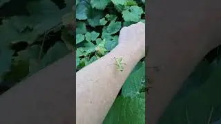 Юный богомол. Young mantis