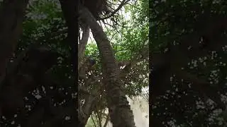 hoje umb&uacute; maduro leite de mangaba #vidanaro&ccedil;a