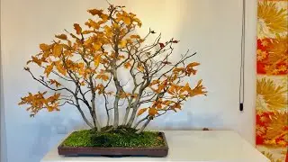 Bosque de Hayas Bonsai