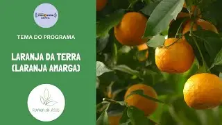 Os benef&iacute;cios da Laranja da terra | Laranja amarga (part. no programa Panorama Geral)