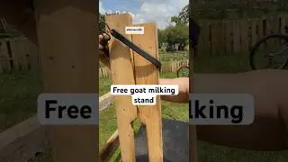 DIY goat milking stand: build a stanchion for free (frugal living)