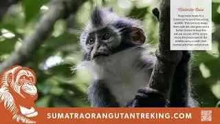 Faces of the Jungle | A Journey Through Sumatra&rsquo;s Rainforest
