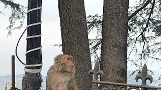 Heavy Rain in Shimla 🌧️ | Colleges Closed = Unexpected Vacation 😲