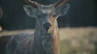 The Enchanting Mysteries of the Siberian Taiga