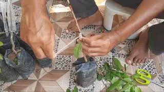 jamun tree Grafting by softwood method/जामुन के पेड़ पर कलम करना सीखे