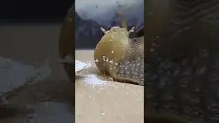 is a land snail a monster? #snail #landsnail #pet