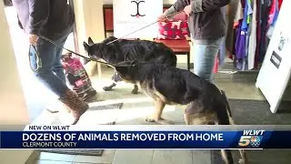 1 arrested in hoarding case involving more than 50 dogs, horses, cats