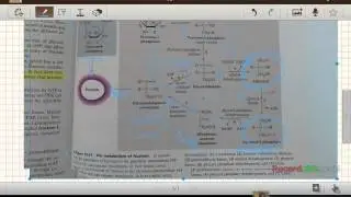 Fructose metabolism in the liver