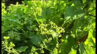 Just watch #nature #followers #sports 
