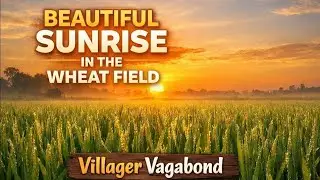 Magical Morning Sunrise🌅Over Wheat Field,Birds Singing,Peaceful Village Nature|| Villager vagabond||
